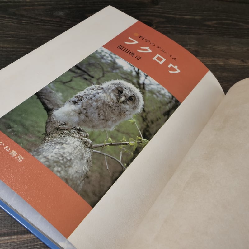 神田川 俊郎サイン入り フクロウ