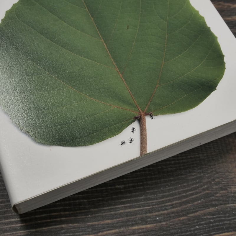 葉っぱはなぜこんな形なのか？ 植物の生きる戦略と森の生態系を考える