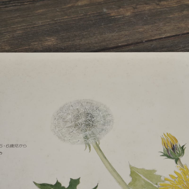 たんぽぽ 甲斐信枝：作・絵 | 古書店うみつばめ