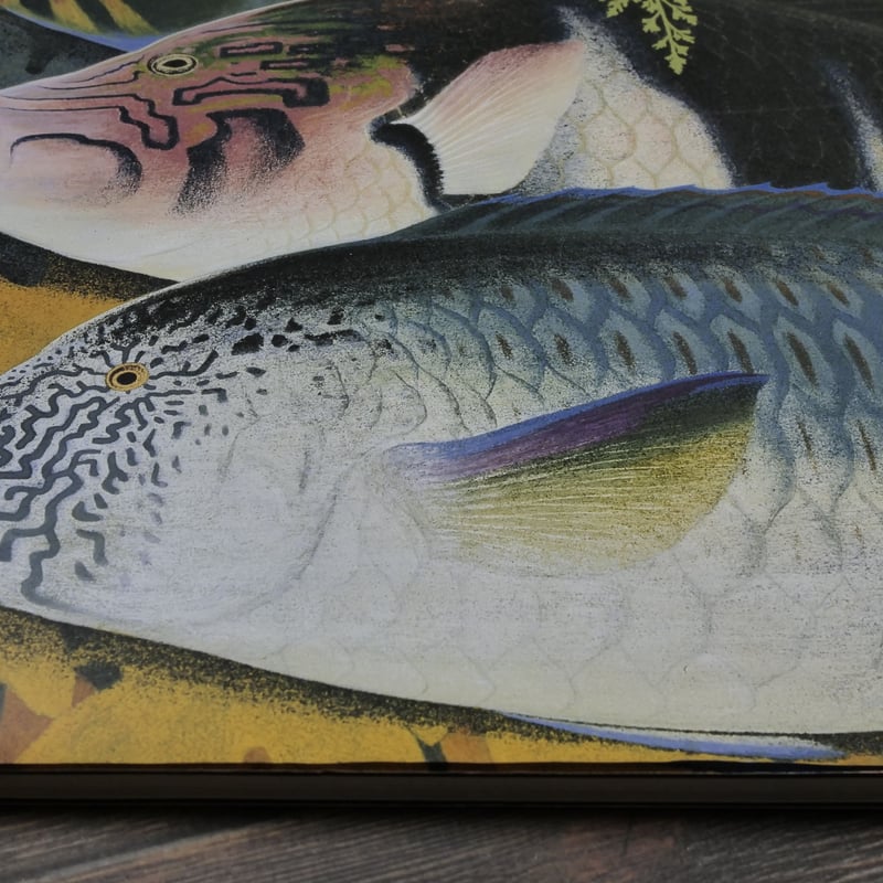 NHK日曜美術館「黒潮の画譜」田中一村作品集（大型本） | 古書店うみつばめ