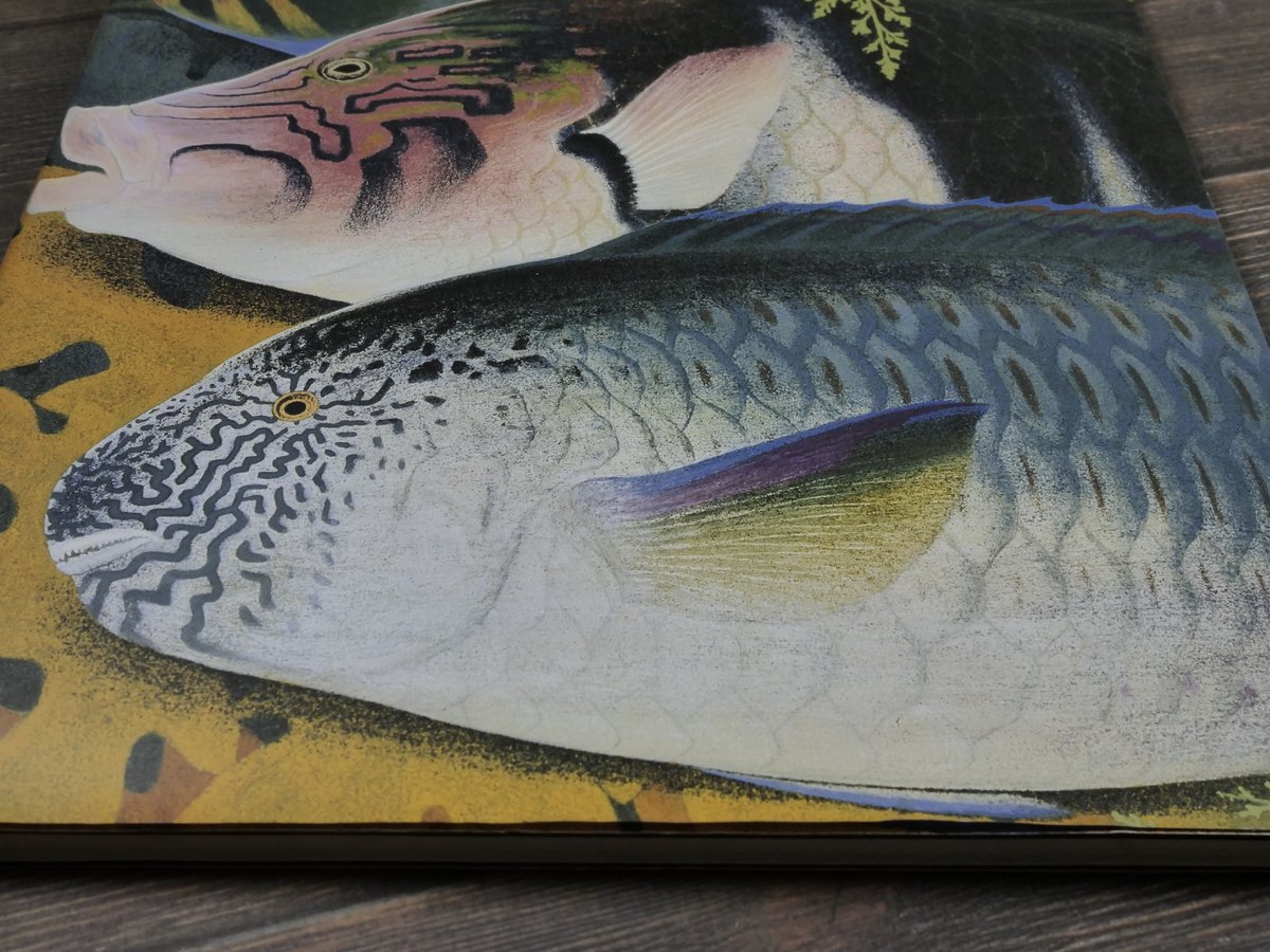 NHK日曜美術館「黒潮の画譜」田中一村作品集(大型本) | 古書店 NHK日曜美術館「黒潮の画譜」田中一村作品集(大型本) | 古書店