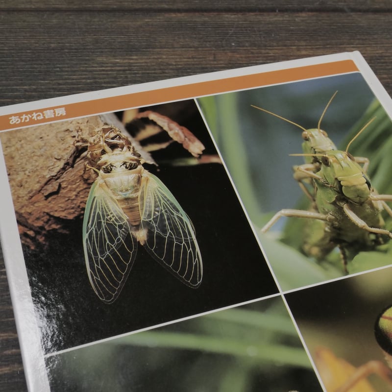 科学のアルバム別巻 夏休み昆虫のかんさつ 文:小田英智 監修:大後美保