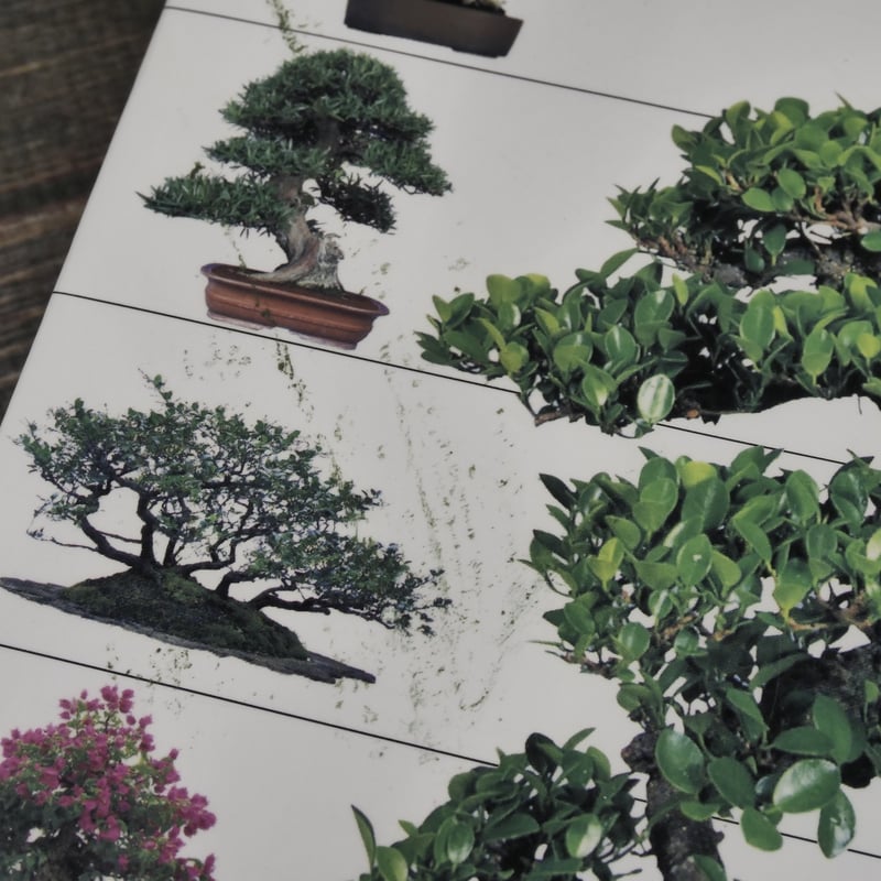 今日から始める 沖縄の盆栽づくり 弓削次男 比嘉正喜 | 古書店うみつばめ