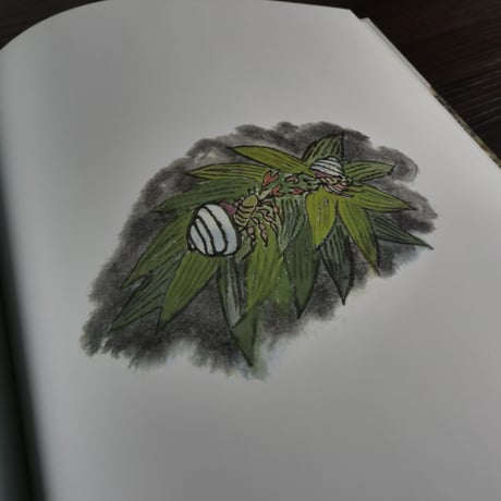 こどものとも絵本　あたごの浦　讃岐のおはなし（B5判）脇和子／脇明子（再話）／大道あや（画）