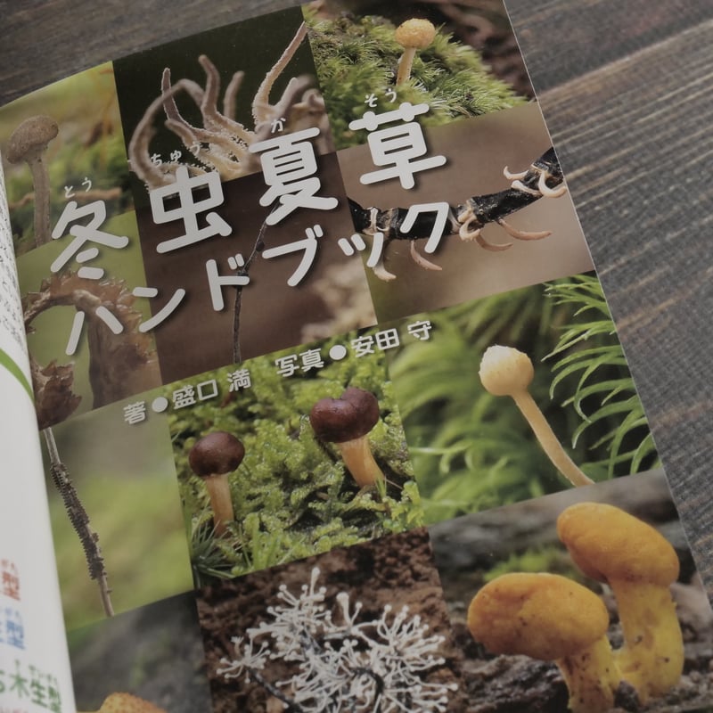 冬虫夏草ハンドブック 著：盛口満 写真：安田真 旧版初版 | 古書店うみ