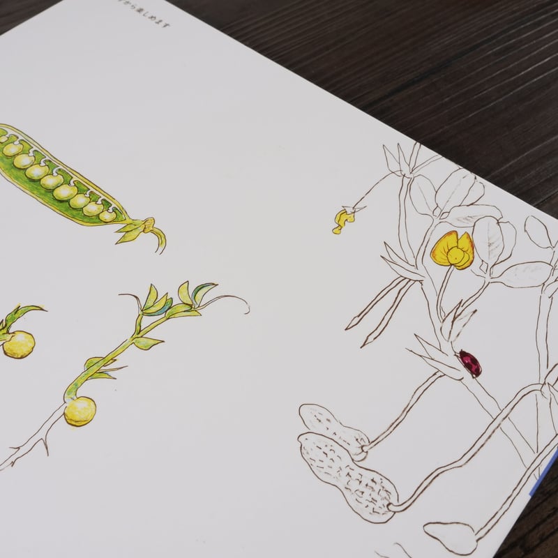 かがくのとも傑作集 どきどきしぜん たべられるしょくぶつ（B5判）森谷