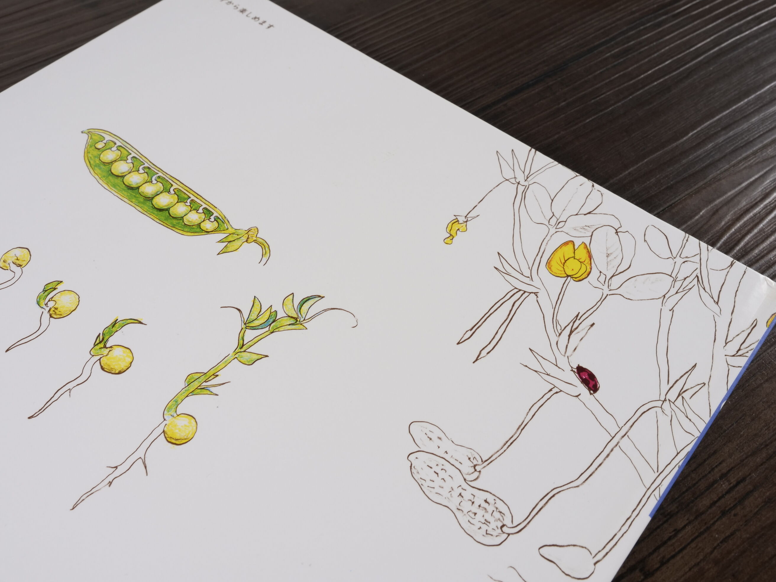 かがくのとも傑作集 どきどきしぜん たべられるしょくぶつ（B5判）森谷