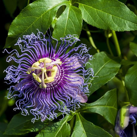 Passiflora incarnata 種子