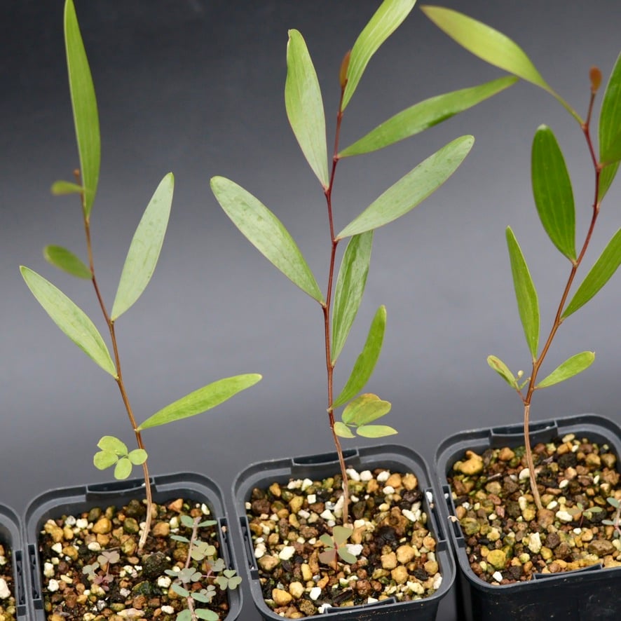 Acacia Confusa 苗 | Chillness Lab