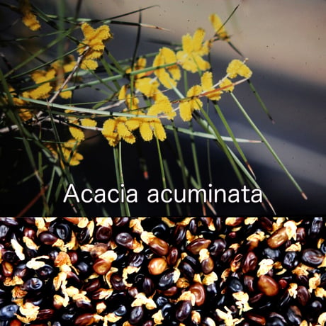 Acacia Acuminata 種子