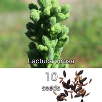 Acacia Confusa 種子 25粒+ Acacia Confusa 種子 25粒+