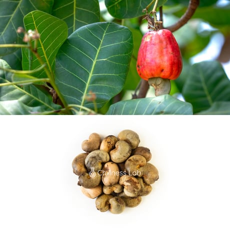 Anacardium occidentale カシューナッツ 種子