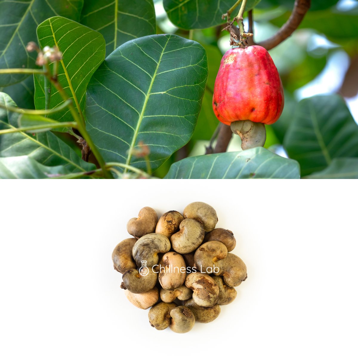Anacardium occidentale カシューナッツ 種子 | Chillness Lab