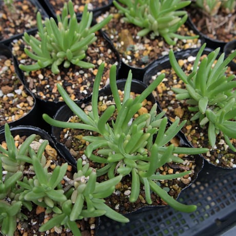 Delosperma Cooperi デロスペルマ・クーペリ 苗 鉢ごと