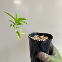 Leonotis leonurus / レオノチス・レオヌルス 鉢ごと