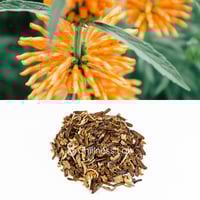 Acacia Confusa 種子 | Chillness Lab