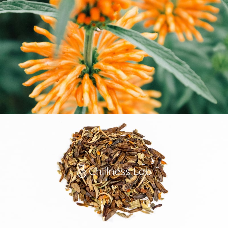 Leonotis leonurus 種子 | Chillness Lab