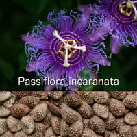 Passiflora incarnata 種子