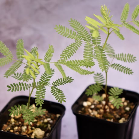 ハイクサネム（プレーリーミモザ、Desmanthus illinoensis）の苗