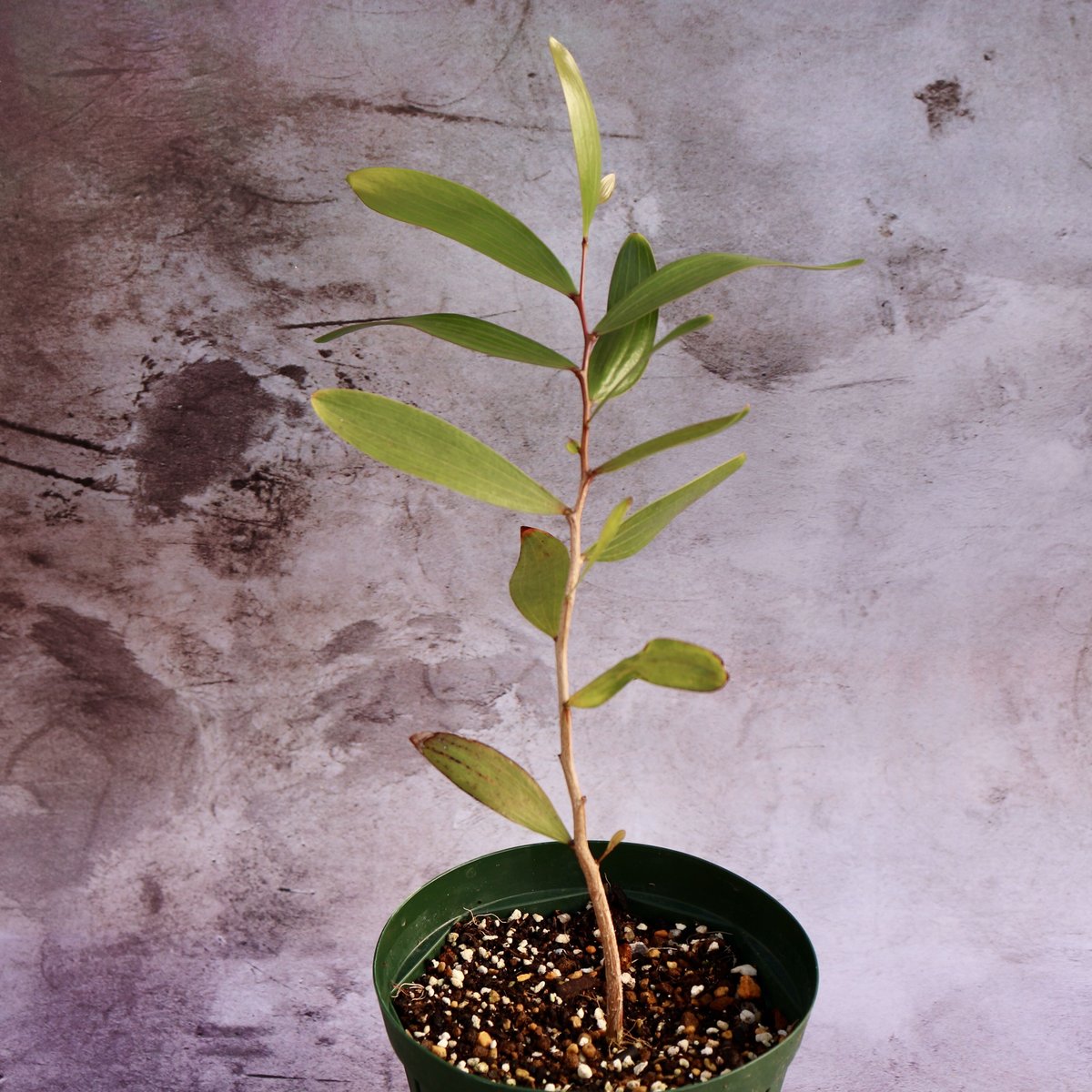 Acacia Confusa 大苗 | Chillness Lab