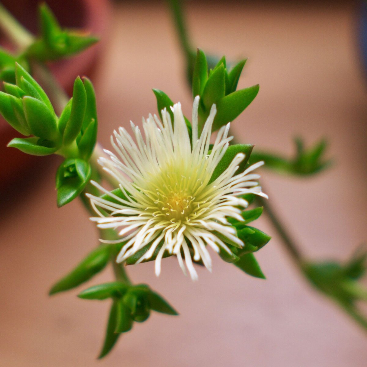 【親株】カンナ　Sceletium Tortuosum カンナ パウダー Sceletium tortuosum | Chillness Lab