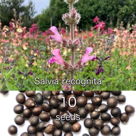 Salvia Recognita サルビア・レコグニタ 種子