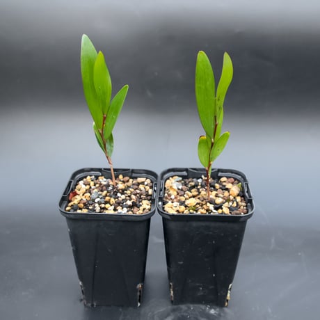 Acacia Confusa 種子 25粒+