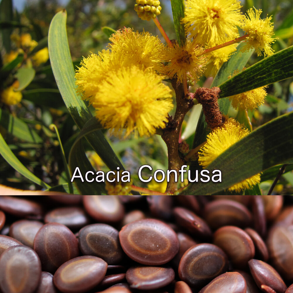 Acacia Confusa 種子 | Chillness Lab Acacia Confusa 種子 | Chillness Lab
