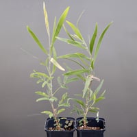 Acacia melanoxylon アカシア・メラノキシロン