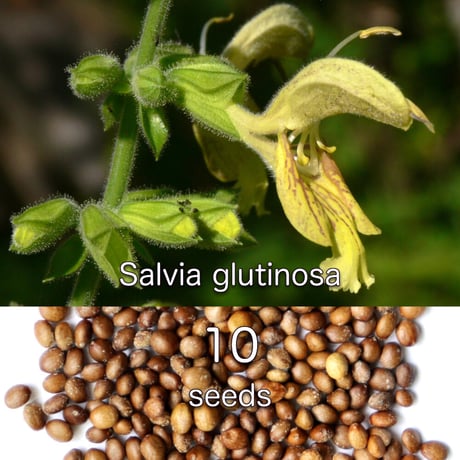 Salvia Glutinosa サルビア グルチノーサ 種子