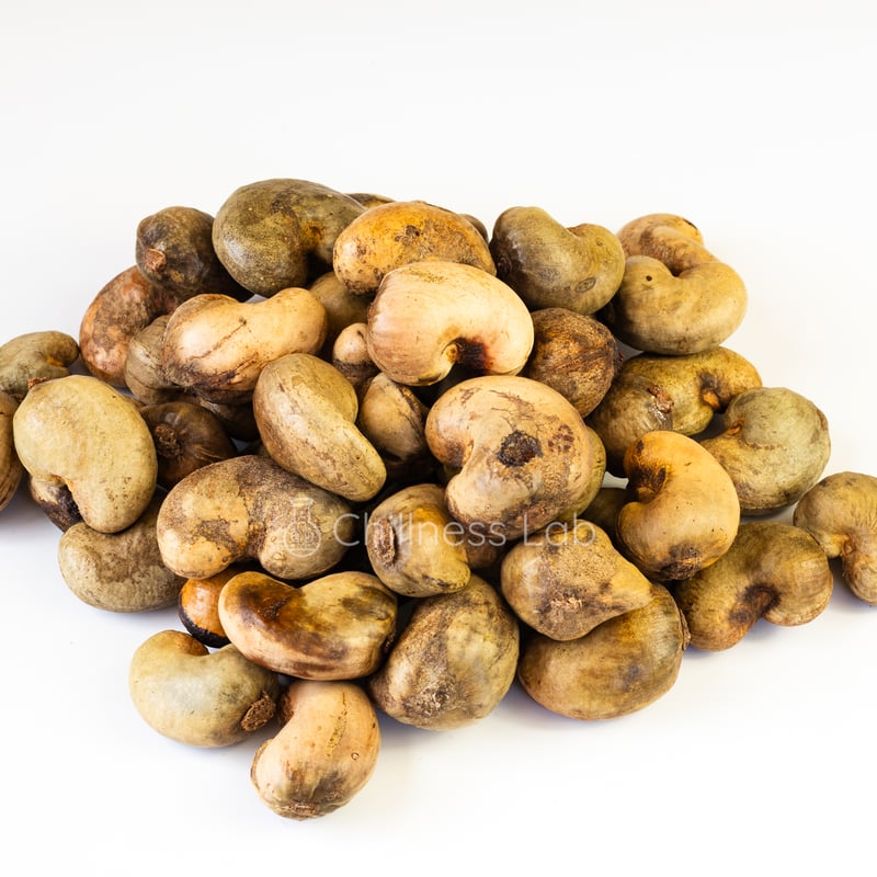 30粒 カシューナッツ Anacardium occidentale 種子 Anacardium occidentale カシューナッツ 種子 | Chillness Lab