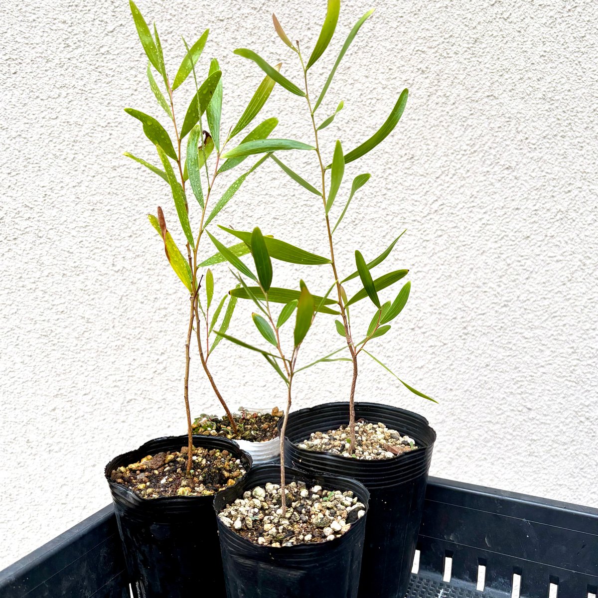 Acacia Confusa 種子 25粒+ Acacia Confusa 種子 25粒+ Acacia Confusa 種子 | Chillness Lab