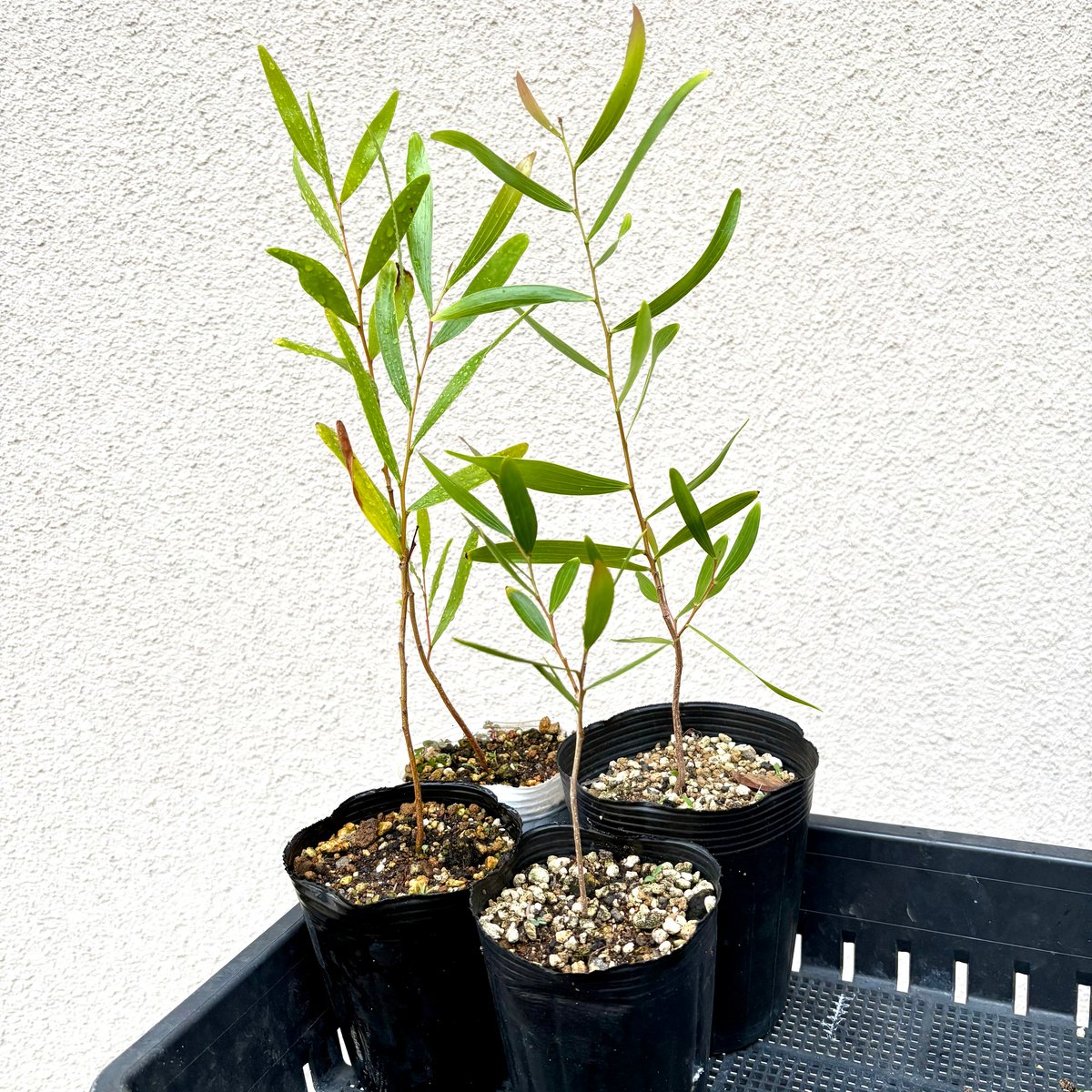Acacia Confusa 大苗 | Chillness Lab