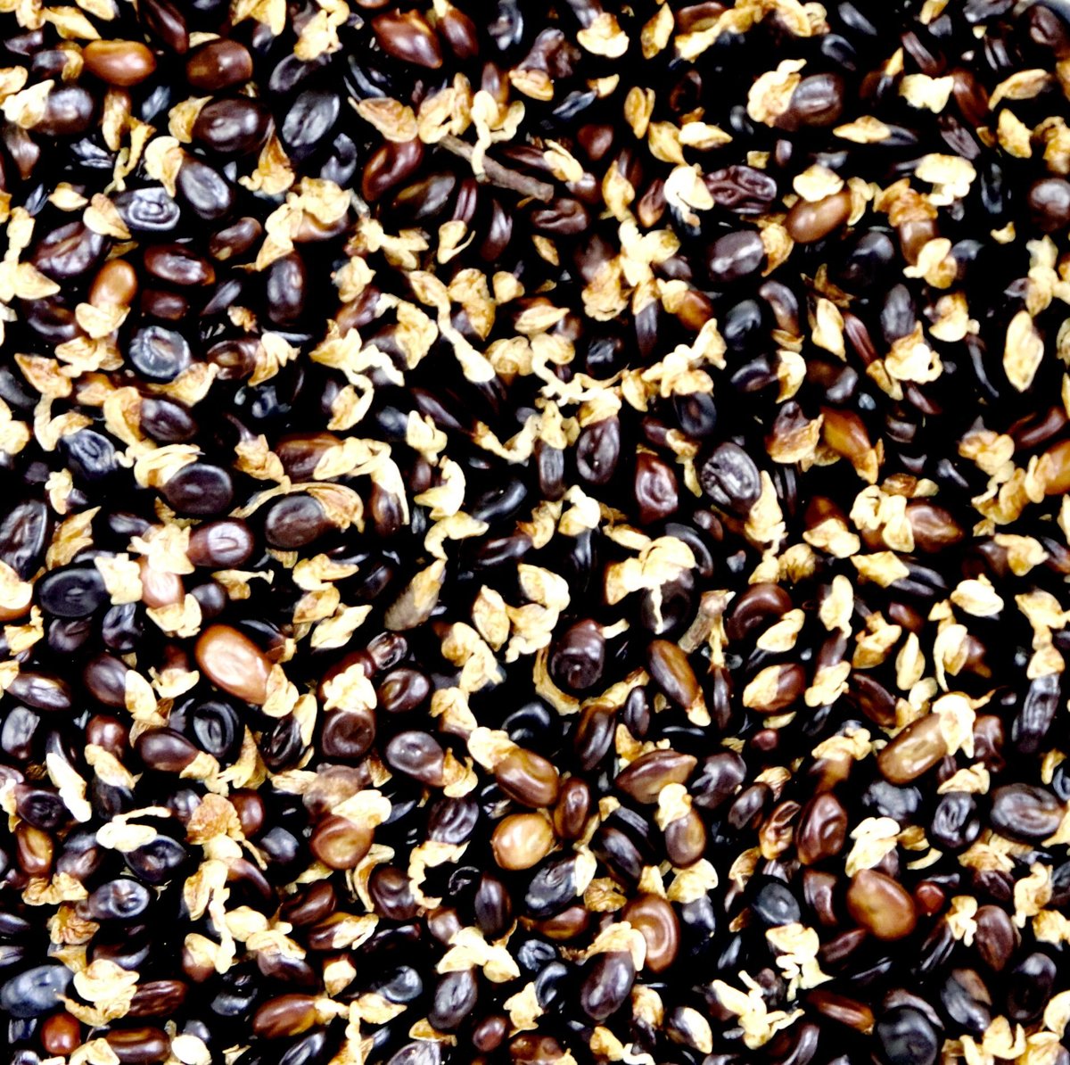 アカシア種子 500粒+ ac500 【公式通販】 アカシア種子 500粒+ ac500