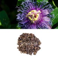 Acacia Confusa 種子 | Chillness Lab