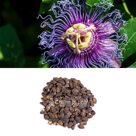 Passiflora incarnata 種子