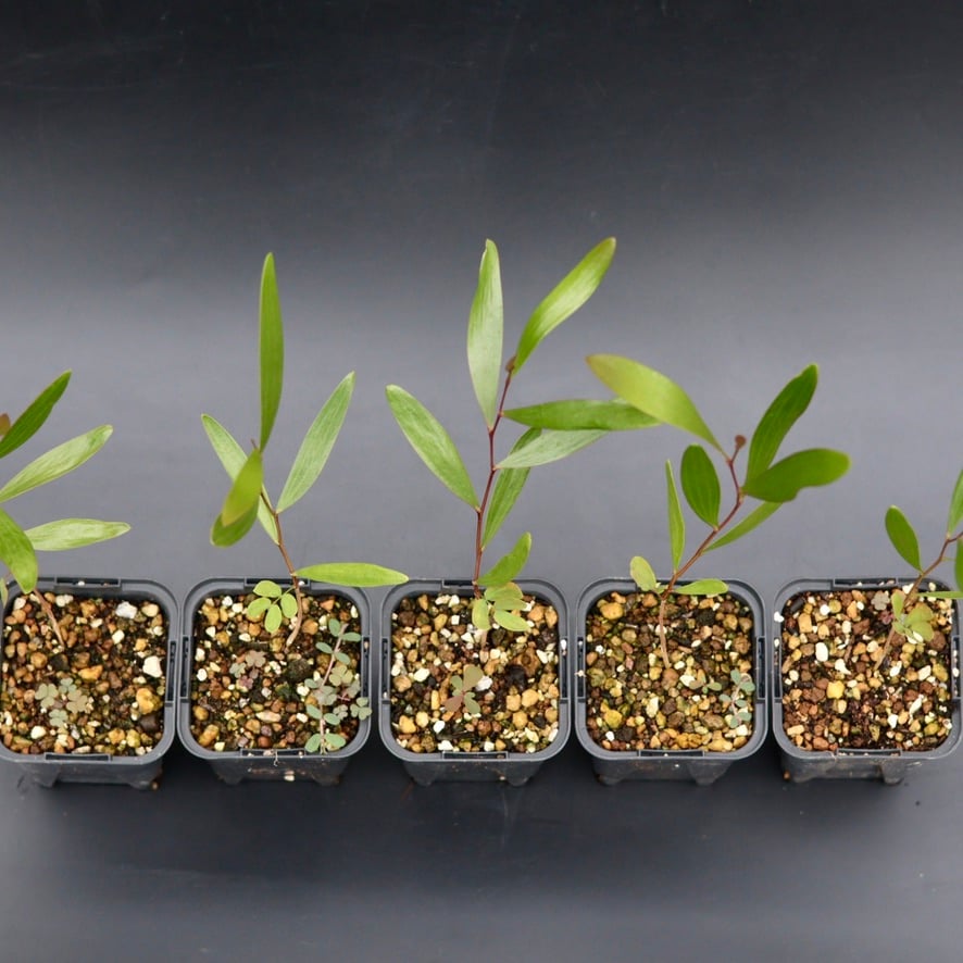 Acacia Confusa 種子 25粒+ Acacia Confusa 種子 | Chillness Lab