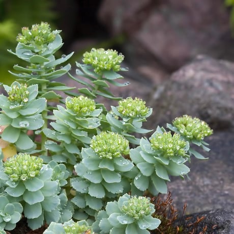 Rhodiola rosea（ロディオラ・ロゼア）種子