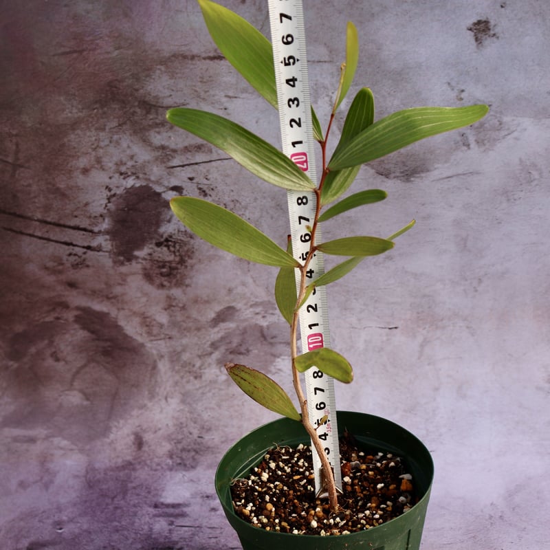 アカシアコンフサ 根皮 相思樹