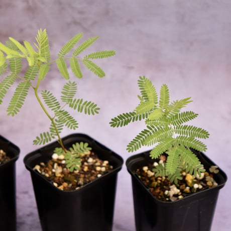 ハイクサネム（プレーリーミモザ、Desmanthus illinoensis）の苗