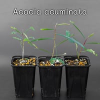 Acacia Acuminata（アカシア・アクミナータ）の苗