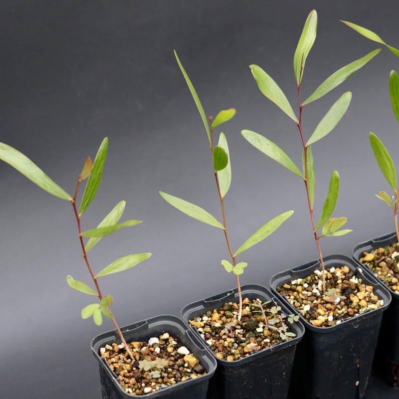Acacia Confusa 苗 | Chillness Lab