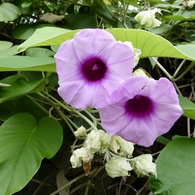 Argyreia nervosa var. nervosa ハワイアンベイビーウッドローズ 種