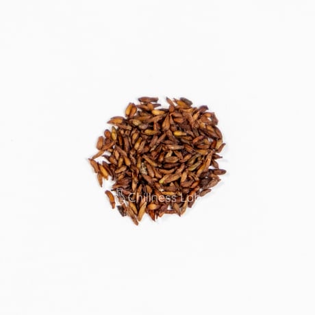 Rhodiola rosea（ロディオラ・ロゼア）種子