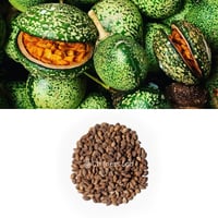 Anacardium occidentale カシューナッツ 種子 | Chillness Lab