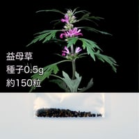 種子 益母草 マザーワート Leonurus japonicus