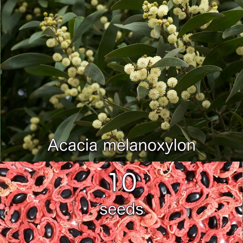 Acacia melanoxylon 種子 10粒 | Chillness Lab 10粒~ Acacia Confusa 種子 MENU