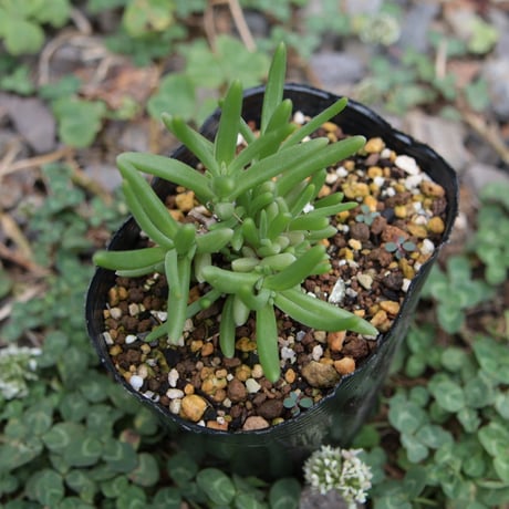 Delosperma Cooperi デロスペルマ・クーペリ 苗 鉢ごと