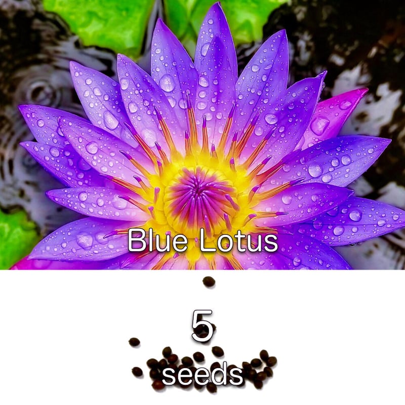 ブルーロータス Nymphaea nouchali var. caerulea 希少種子 |