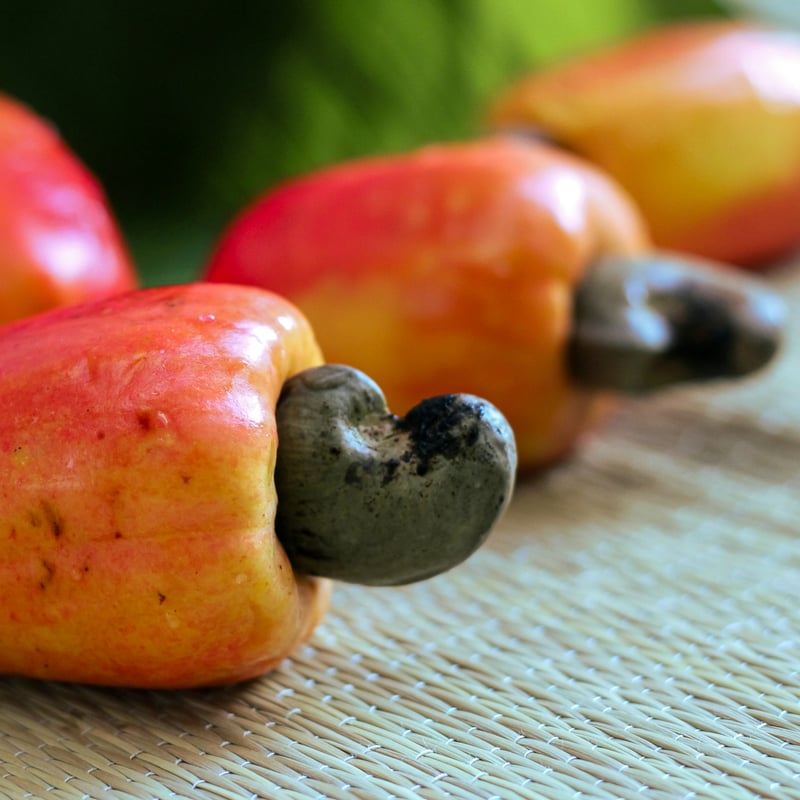 50粒 カシューナッツ Anacardium occidentale 種子 Anacardium occidentale カシューナッツ 種子 | Chillness Lab